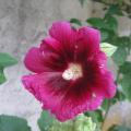 Rose tr�mi�re - Althaea rosea 