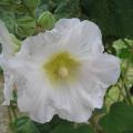 Rose tr�mi�re - Althaea rosea 