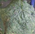 Rose tr�mi�re - Althaea rosea 