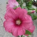 Rose tr�mi�re - Althaea rosea 