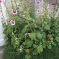 Rose tr�mi�re - Althaea rosea 