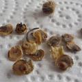 Rose tr�mi�re - Althaea rosea 