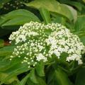 Sureau - Sambucus nigra