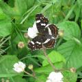 Carte g�ographique - Papillon