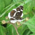 Carte g�ographique - Papillon
