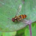 Syrphe ceintur� - Episyrphus balteatus