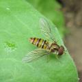 Syrphe ceintur� - Episyrphus balteatus