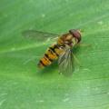 Syrphe ceintur� - Episyrphus balteatus