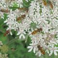 Syrphe ceintur� - Episyrphus balteatus