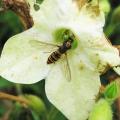 Syrphe ceintur� - Episyrphus balteatus