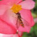 Syrphe ceintur� - Episyrphus balteatus