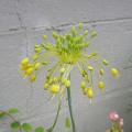 Allium flavum