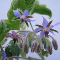 Bourrache - Borago officinalis
