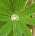 Lupin - Lupinus