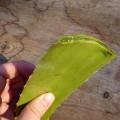 Aloe vera