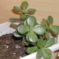 Crassula ovata syn. portulacea - Crassule