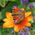 Paon du jour - Papillon