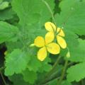 Ch�lidoine - Chelidonium majus