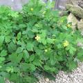 Ch�lidoine - Chelidonium majus
