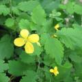 Ch�lidoine - Chelidonium majus