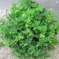 Ch�lidoine - Chelidonium majus