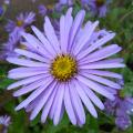 Aster x frikartii 'M�nch'