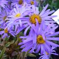 Aster x frikartii 'M�nch'