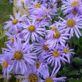 Aster x frikartii 'M�nch'