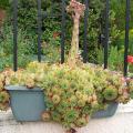Sempervivum tectorum - Joubarbe