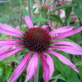 Echinacea purpurea 'Maxima'