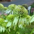 Echinac�e 'Coconut Lime' - Echinacea