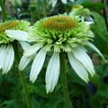 Echinac�e 'Coconut Lime' - Echinacea