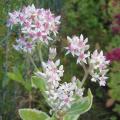 Orpin - Sedum spectabile 'Frosty Morn'