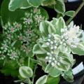 Orpin - Sedum spectabile 'Frosty Morn'