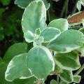Orpin - Sedum spectabile 'Frosty Morn'