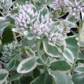 Orpin - Sedum spectabile 'Frosty Morn'