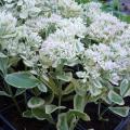 Orpin - Sedum spectabile 'Frosty Morn'