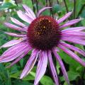 Echinac�e 'Profusion' - Echinacea