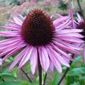 Echinac�e 'Profusion' - Echinacea