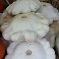 Patisson blanc - Courge
