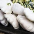 Patisson blanc - Courge