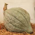 Courge Blue Hubbard