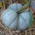 Courge Tristar Courge Tristar