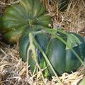 Courge musquée de Provence Courge musquée de Provence