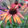 Echinac�e 'Hot Summer' -  Echinacea