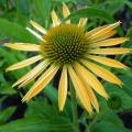 Echinac�e 'Harvest Moon' - Echinacea