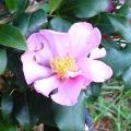 Camelia sasanqua