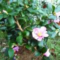 Cam�lia sasanqua - Cam�lia d'automne