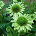 Echinac�e 'Green Jewel' - Echinacea
