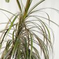 Dracaena - Dragonnier